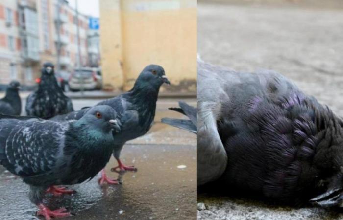 Rechazo de ciudad que aprobó referéndum para matar de forma cruel a todas las palomas