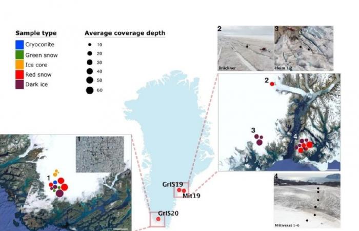 Virus gigantes encontrados en Groenlandia que podrían ayudar a frenar el derretimiento del Ártico