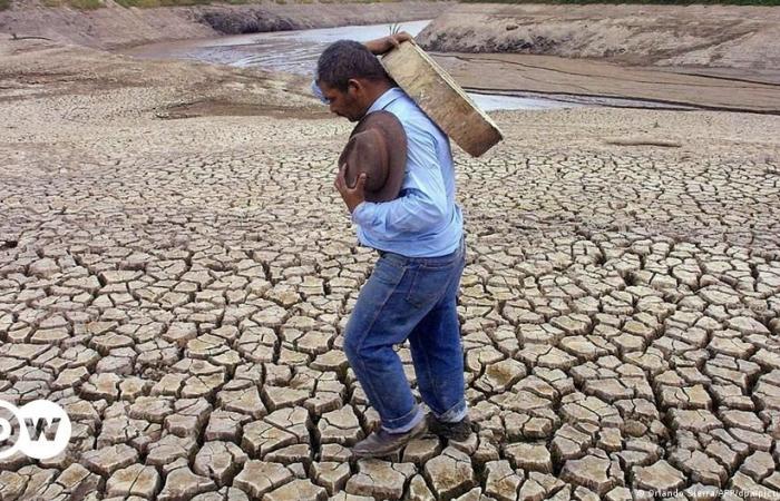 La UE y América Latina contra la desertificación y la sequía – DW – 18/06/2024 – .