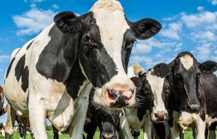 Los productores de leche del país, preocupados por la baja demanda y consumo; Sindicatos piden al Gobierno tomar medidas para ayudar a los productores