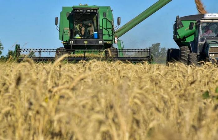 En Córdoba el trigo trae más inversión, más producción pero una rentabilidad en números rojos
