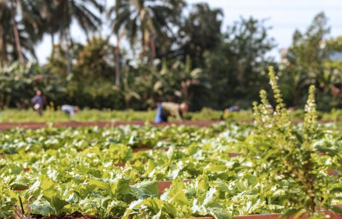 Organopónico 1 de julio, cultivar la tierra y producir alimentos frescos para la comunidad – Juventud Rebelde – .