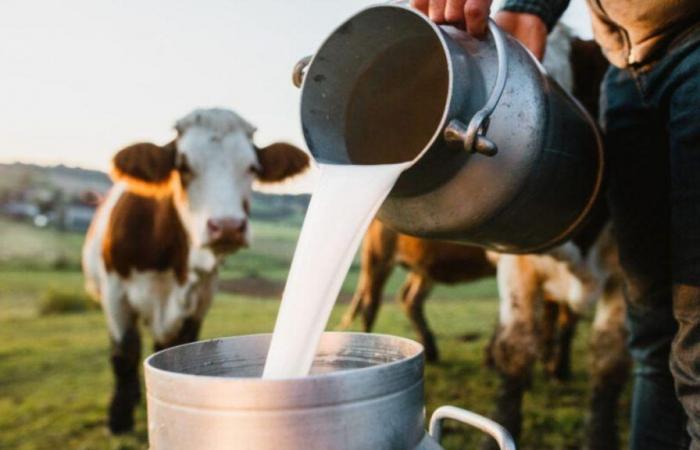 ¿Subirá el precio de la leche? Hay preocupación entre productores del sector por baja demanda