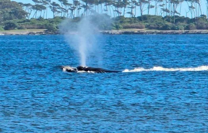 Una ballena franca austral llegó al puerto de Punta del Este – .