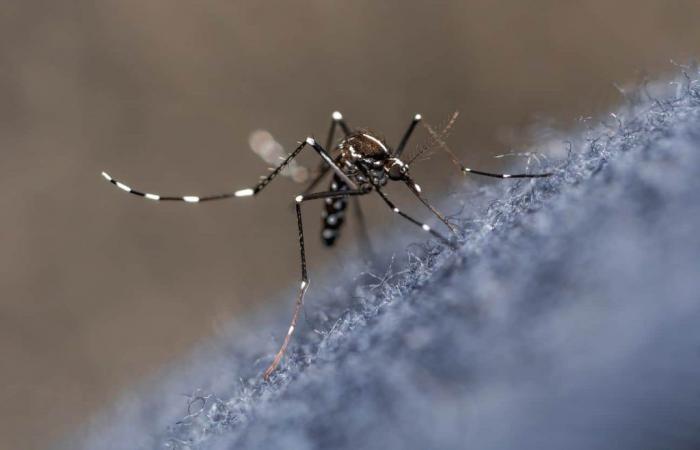 Alerta en Córdoba por muerte de un menor de 6 años, posiblemente asociada a dengue