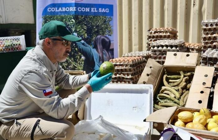 SAG intensifica despliegue operativo para proteger a Chile de la mosca de la fruta
