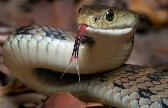 Los olores que debes evitar en tu hogar si no quieres que te visiten las serpientes