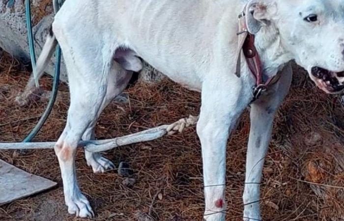 Rescatan a un perro que estaba desnutrido y sufriendo maltrato por parte de su dueño en Fernández Oro