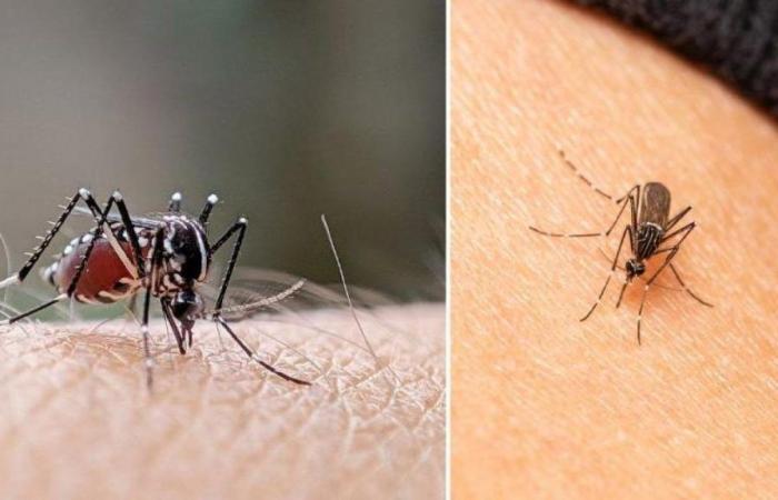 Hay más de 6.500 casos de dengue en el primer semestre de 2024
