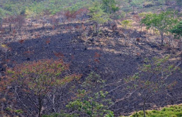 La devastación de la Selva Maya, la NASA muestra fotos alarmantes – .