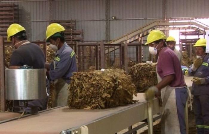 Hasta el 24 de junio estarán registrados trabajadores del sector industria tabacalera