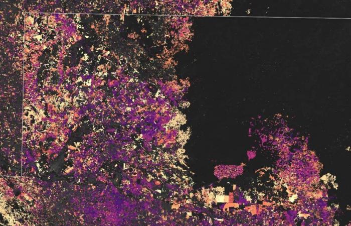 La devastación de la Selva Maya, la NASA muestra fotos alarmantes – .