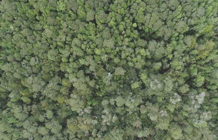 Descubren que los bosques de Chiloé almacenan el doble de carbono que la Amazonía – Diario El Insular – .