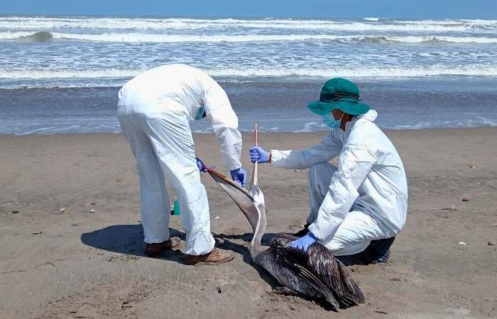 Chile y Perú avanzan en cooperación binacional para enfrentar el impacto de la influenza aviar – .