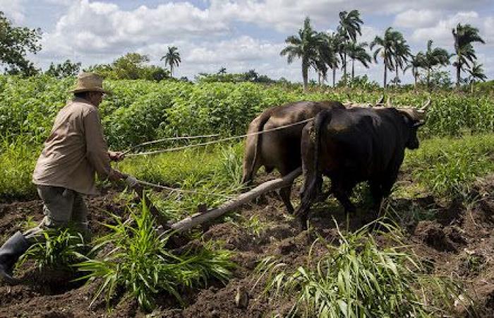 Inició en Camagüey proceso plenario de la Asociación Nacional de Agricultores Pequeños