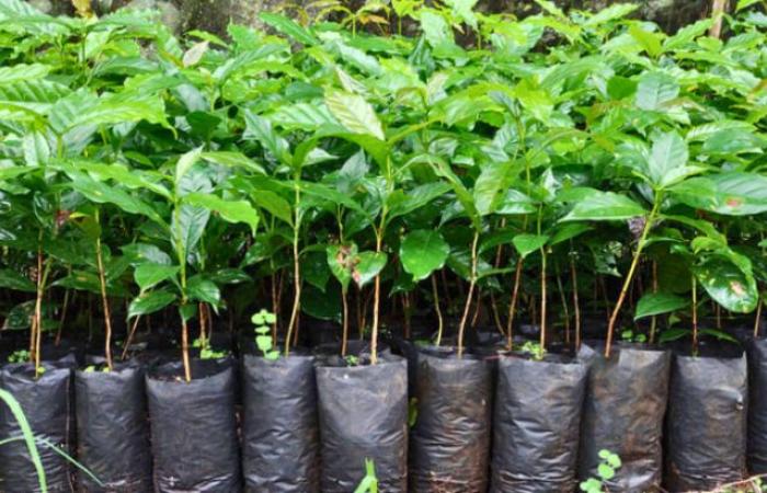 En Cundinamarca prueban innovador sistema para plantar y propagar material vegetal sin bolsa