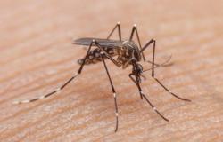 ¿Cuáles son los síntomas del dengue y cuál es el tratamiento indicado? – .