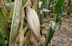 Por Chicharrita y Spiroplasma, Córdoba estaría perdiendo 6 millones de toneladas. maíz • Agro Verdad – .