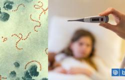 ¿Qué es el Streptococcus pyogenes? La bacteria que provocó la muerte de un menor de 7 años en Chillán