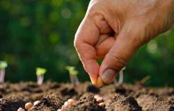 Cuba recibe apoyo internacional para impulsar programa de semillas – .