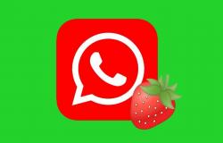 Whatsapp | Cómo activar el “modo fresa” en la aplicación | Fresas | Truco 2024 | nnda | nnni