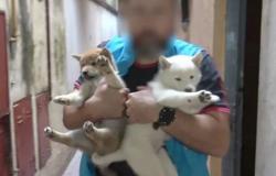 Cerrados dos criadores ilegales de perros en Villa Crespo y Mataderos