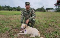 ¡Un héroe! Canino salvó a soldados de explosivos en Guaviare