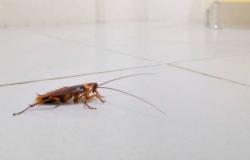Las cucarachas “mutantes” aparecen durante la temporada de calor; De esta manera podrás evitar que entren a tu casa.