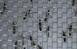 Un niño de tres años murió por dengue en Córdoba – .