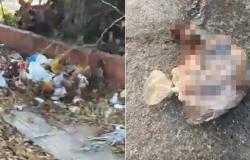 Encuentran más restos de perros en plena calle en San José de Las Lajas