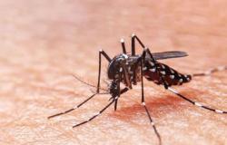 Seremi de Salud confirma caso sospechoso de dengue en Tarapacá – .