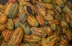 Los precios del cacao alcanzaron récord en medio de la escasez – .