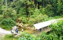 Estrategia puente beneficia a familias campesinas de Casanare. – .