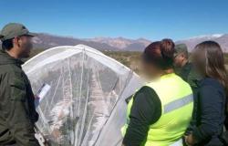Hallaron un vivero de marihuana en la sierra de Mendoza