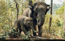 Mujer de 70 años muere pisoteada por un elefante rebelde en Tamil Nadu: policías