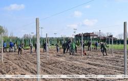 Lukashenko ofrece a un agricultor hacerse cargo del koljoz y explica la diferencia entre las manzanas bielorrusas y polacas – .