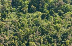 ¿Cuánto carbono pueden almacenar los bosques nativos? – .