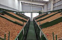 Producción de nueces en Chile caería entre 15% y 25% respecto a la temporada 2023