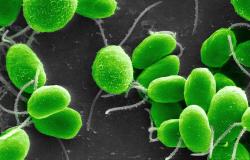 Descubren un alga que fija nitrógeno del aire