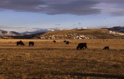 Ganaderos exigen que Colorado mate a 4 lobos que se alimentaban de vacas – .