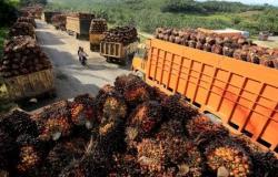 El aceite de palma cae más del 1% frente a rivales más débiles