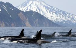 Los científicos presencian cómo los cachalotes utilizan excrementos para defenderse de las orcas