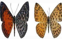 Nueva especie de mariposa descubierta en la región del Chocó Andino – Machala Móvil – .