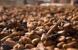 El aumento de los precios del cacao impulsa a Ecuador a aumentar la producción