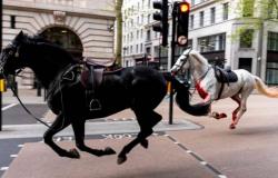 Dos de los caballos de la estampida de Londres se encuentran en estado grave