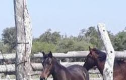 Un proteccionista local denunció que sacrifican caballos para hacer chorizos