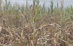 El “saltahojas” ya causó daños totales al maíz en el sur de Salta