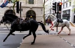 Los caballos militares que huyeron por Londres están siendo “observados de cerca” después de la cirugía, y otros volverán al servicio