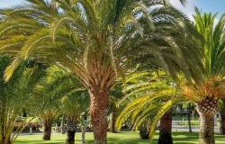 El truco para germinar tus propias palmeras en casa, decorar tu jardín o venderlas