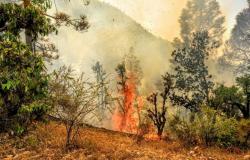 Más de 650 hectáreas de tierras de Uttarakhand afectadas por incendios forestales